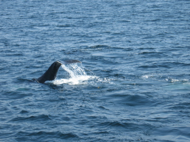 Click Here for Whale Watching